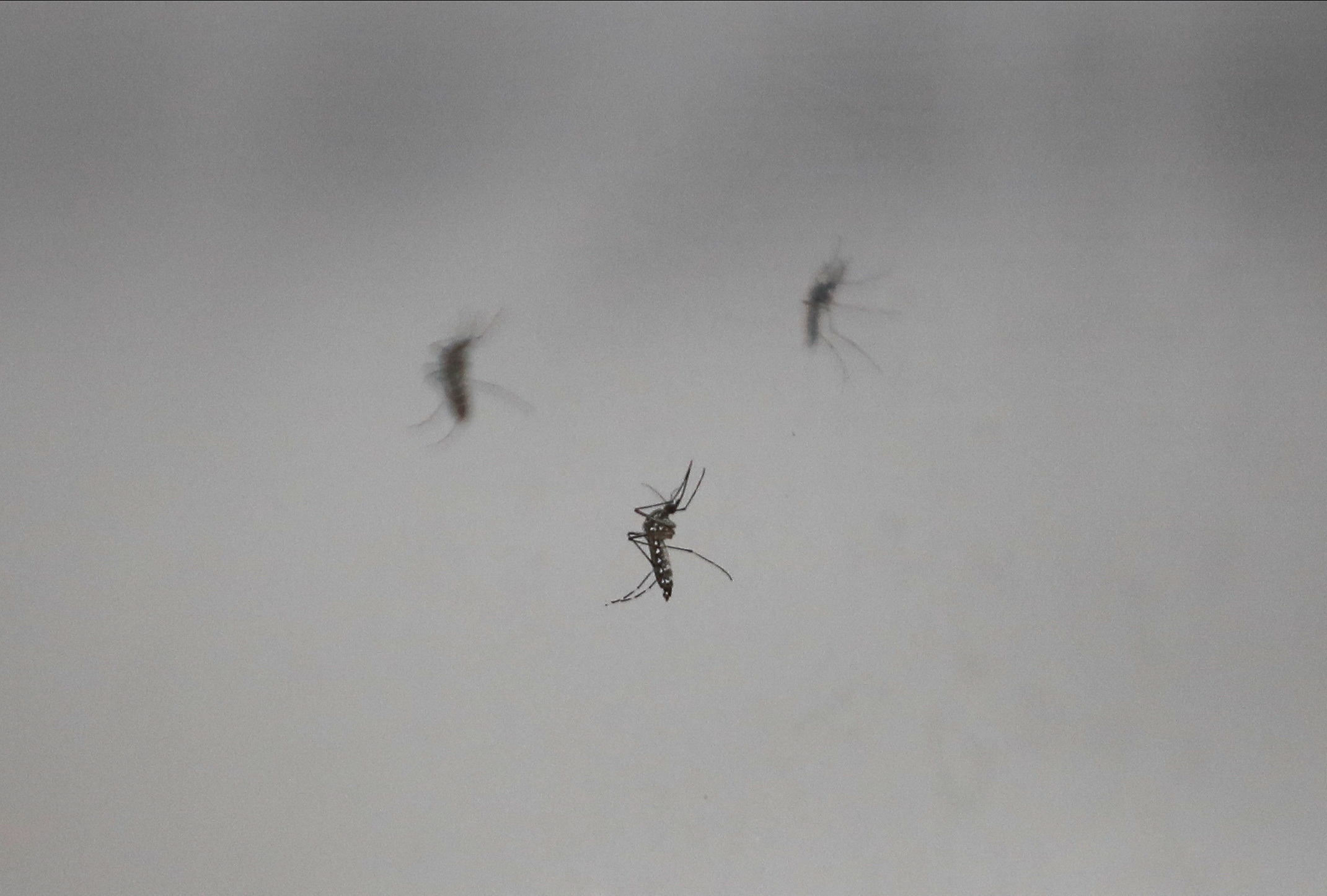 Aedes aegypti mosquitoes are seen in a cage at the CNEA (National Atomic Energy Commission), in Ezeiza, in the outskirts of Buenos Aires, Argentina April 12, 2023. REUTERS/Agustin Marcarian