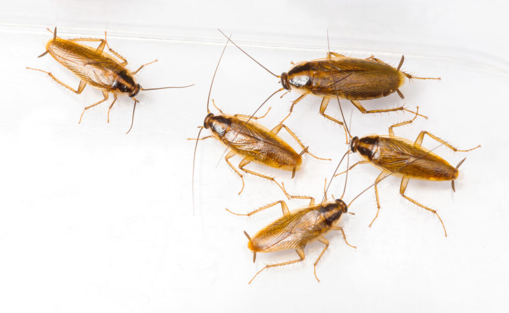 South African farmers are dealing with a cockroach outbreak in the country.